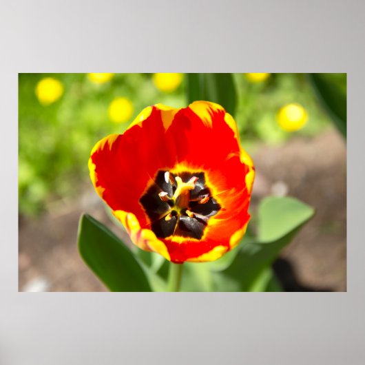 Leuke rode tulp foto poster (Voorkant)