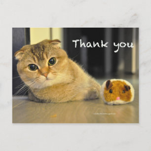 Leuke Schotse Fold Noodles Cat Bedankt briefkaart