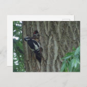 Leuke specht met jong DIY Briefkaart (Voorkant / Achterkant)