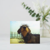 Leuke wiredhairTekkel bij het strand Briefkaart (Staand voorkant)