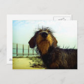 Leuke wiredhairTekkel bij het strand Briefkaart (Voorkant / Achterkant)