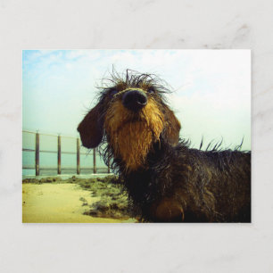 Leuke wiredhairTekkel bij het strand Briefkaart