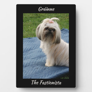 Leuke witte Yorkshire Terrier Fotoplaat