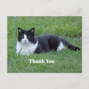 Leuke zwart-witte tuxedo kat foto bedankt briefkaart