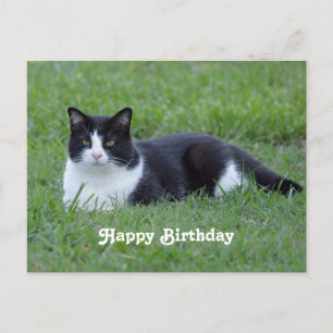 Leuke zwart-witte tuxedo kat foto verjaardag briefkaart