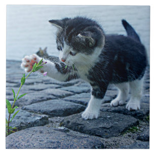 Leukste kitten ooit met bloem tegeltje