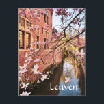 Leuven Belgique photo de voyage Carte postale<br><div class="desc">Louvain Belgique carte postale de voyage. Photographie de voyage montrant une belle architecture et des fleurs de magnolia à Louvain.</div>