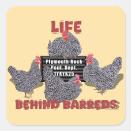 Leven achter de tralies (Barred Plymouth Rock Hens Vierkante Sticker