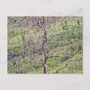 Leven en dood bomen in het Valley briefkaart