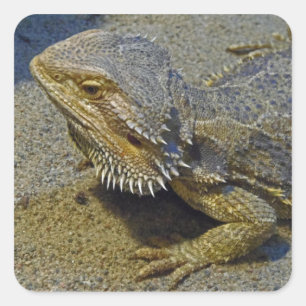 Leven onder vuur - Draak met dwarsbalk Vierkante Sticker