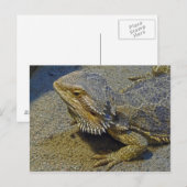 Leven onder vuur - Draak met dwarsdoorsnede Briefkaart (Voorkant / Achterkant)