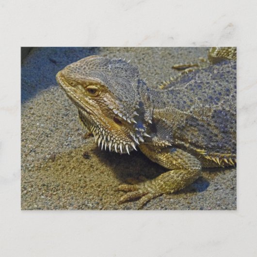 Leven onder vuur - Draak met dwarsdoorsnede Briefkaart (Voorkant)