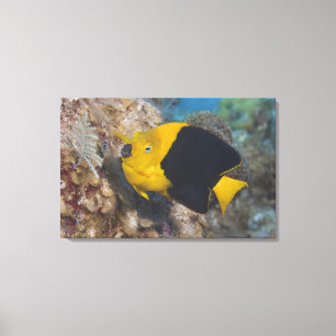 Leven onder water, VIS: Een kleurrijke Rock Beaut Canvas Afdruk