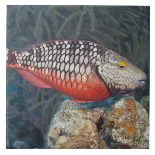 Leven onder water, VIS: een kleurrijke Stoplight Tegeltje