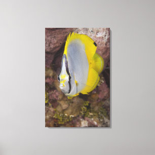 Leven onder water, VIS: Een kleurrijke tropische Canvas Afdruk
