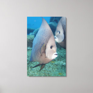 Leven onder water, VIS: een stel grijze Angelviss Canvas Afdruk