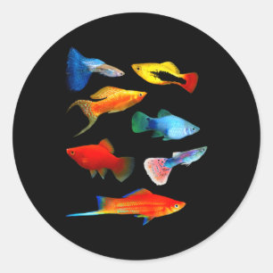 Levende dragers Vis Mollies Swordtails Guppies Pla Ronde Sticker