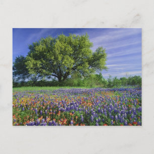 Levende eik en Texas Paintbrush, en Texas Briefkaart