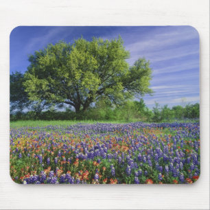 Levende eik en Texas-penselgras, en Texas Muismat