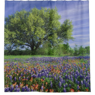Levende eik & Texas Paintbrush, en Texas Douchegordijn