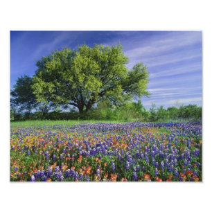 Levende eik & Texas Paintbrush, en Texas Foto Afdruk