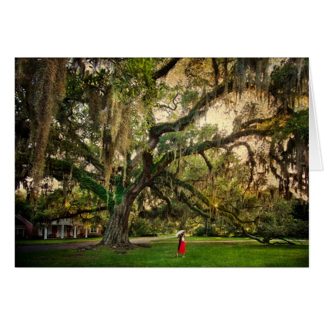 Levende eikenboom in Pascagoula MS (Voorkant Horizontaal)