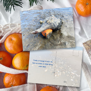 Levende Paardenhoornschelp Florida Natuurfotografi Briefkaart