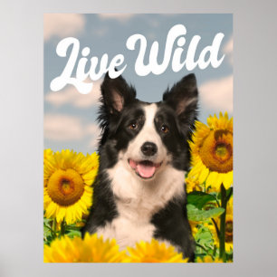 Levende wilde-grenskolonie op zonnebloemen poster