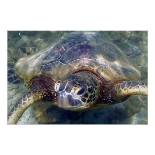 levende Zeeen schildpad Perfect Poster