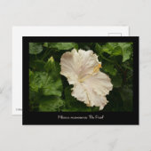 Levendig groot Bleek Hibiscus Briefkaart (Voorkant / Achterkant)