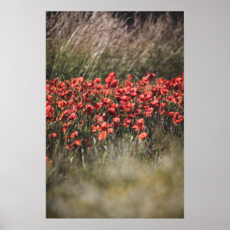 Levendig klaprozenveld in Vlaanderen Poster