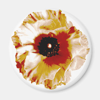 levendig oranje en witte ranunculus magneet
