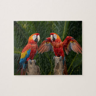 Levendig Paar Rode Ara's Tropische Vogels Legpuzzel