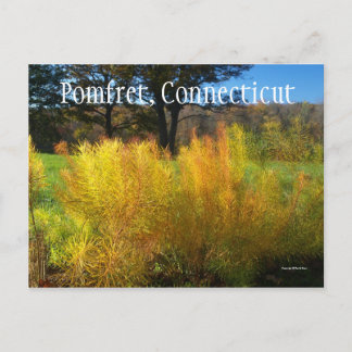 Levendige bladeren briefkaart