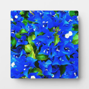 Levendige Blauwe Bougainvillea Bloemen Fotoplaat