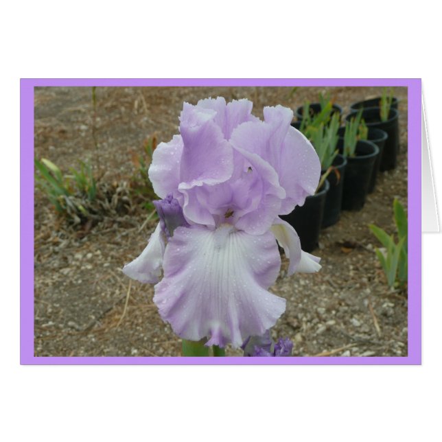 Levendige Bleke Paarse Iris (Voorkant Horizontaal)