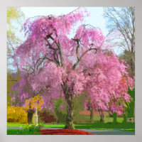 Levendige bloeiende roze boom in het voorjaar