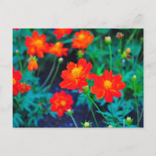 Levendige bloemen postkaart