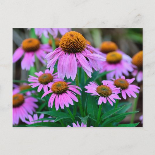 Levendige coneflowers briefkaart (Voorkant)