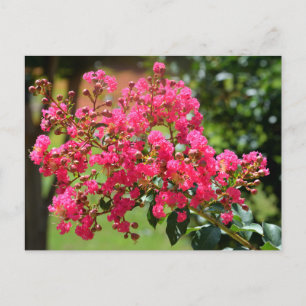 Levendige crêpe myrtle struik briefkaart