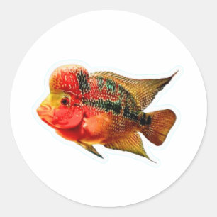 Levendige Flowerhorn Cichlide Sticker, Exotische L Ronde Sticker
