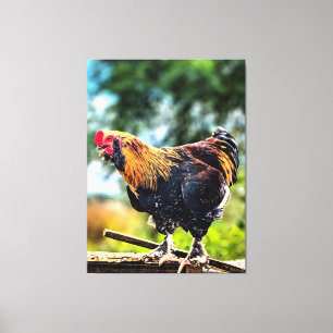 Levendige Haan op Hek Canvas Afdruk