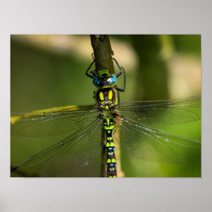 Levendige Hawker Dragonfly Close Up - Wildlife Fot Poster