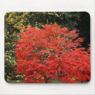 Levendige herfst rode Japanse esdoorn boom fotogra Muismat