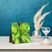 Levendige Hosta bladeren Fotoplaat (Insitu)