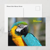 Levendige kleuren Macaw Briefkaart (Voorkant / Achterkant)