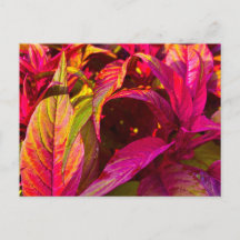 Levendige magenta en groene bladeren Close-up
