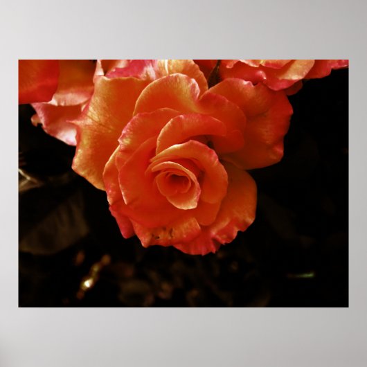 Levendige Oranje Roos Foto Poster (Voorkant)