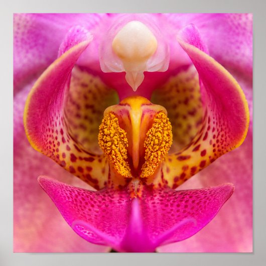 Levendige Orchidee Poster (Voorkant)