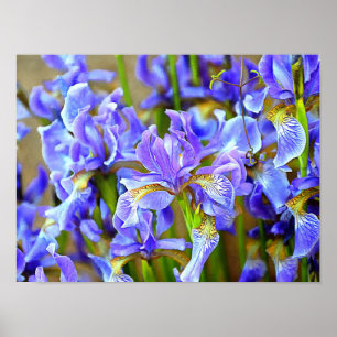 Levendige Paarse Irises in mei Poster